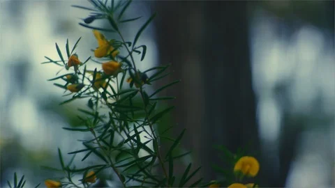 Native flowering  plant in the forest Stock Footage 107270169