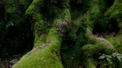 Native Forest Ancient Trees, Australia, QLD, Gondwana, Springbrook Stock Footage 236538733