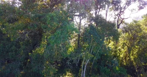 Native Forest in Brazil 库存影片 113279852