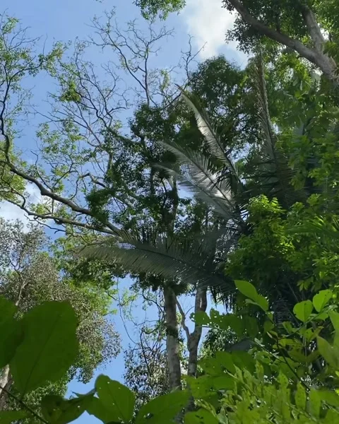 Native forest in the Brazilian Amazon Video stock 234575600