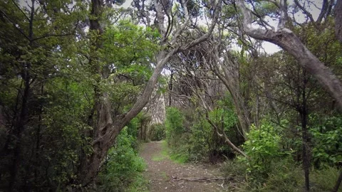 Native forest on Cape Brett Peninsula, Northland, New Zealand Vidéo 256137521
