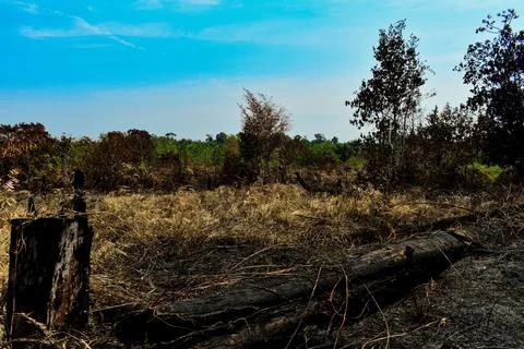 Native Forest Destroyed By Amazon Wildfire Stock Photos