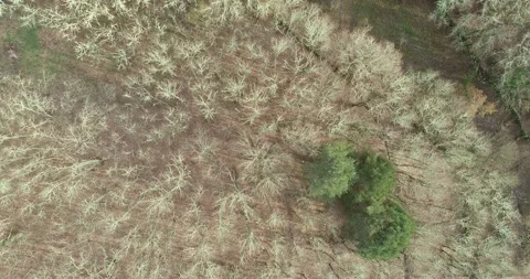 Native forest of Galicia, Spain. Stock-Footage 161589805