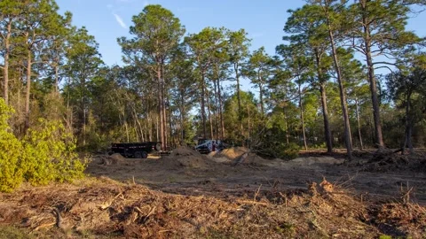 Native forest habitat destroyed for housing construction in Florida 4K Exclusive Video stock 172418448