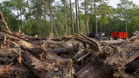 Native forest habitat destroyed for new housing construction in Florida. 4K Stock Footage 192080549