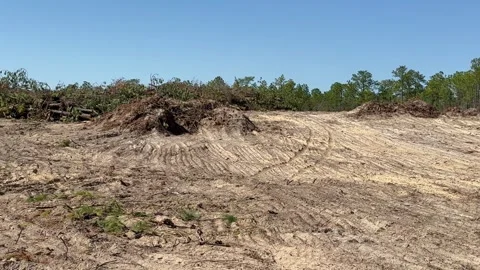 Native forest habitat destroyed for new housing Stock Footage 330246650