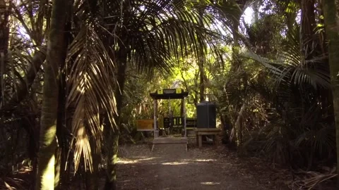 Native forest Kauri Die back Stock Footage 196901396