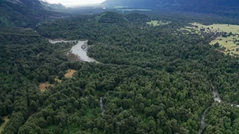 Native forest near the mountains Stock Footage 248866628