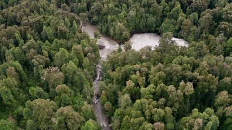 Native forest near the mountains Stock Footage 248868701