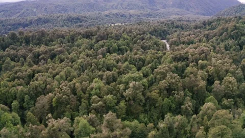 Native forest near the mountains Stock Footage 248868711