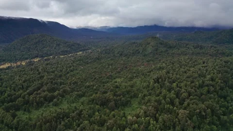 Native forest near the mountains Stock Footage 248868731