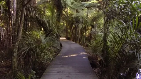 Native forest walkway Stock Footage 196901404