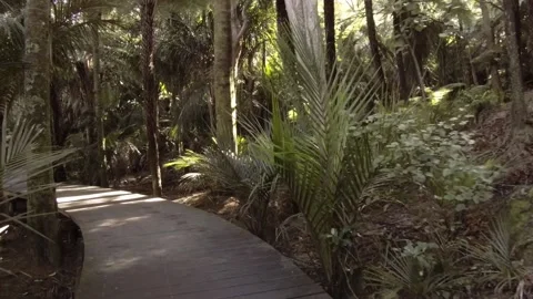 Native forest walkway Stock Footage 196901405