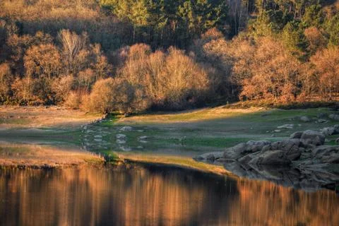 Native forests illuminated by the light of the sunset Stock Photos