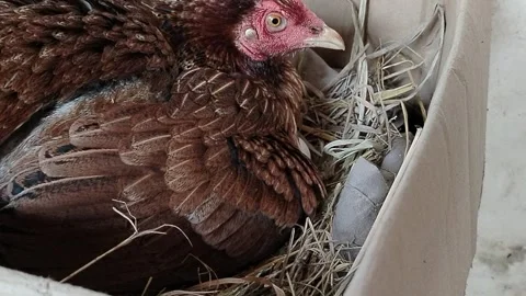 A native free-range hen carefully incubating her eggs inside a simple cardboard  Stock Footage 341120930