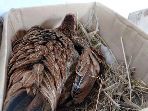 A native free-range hen carefully incubating her eggs inside a simple cardboard  Stock-Fotos