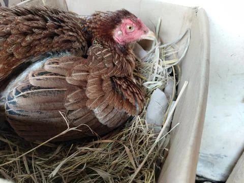 A native free-range hen carefully incubating her eggs inside a simple cardboard  Stock-Fotos