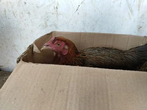 A native free-range hen carefully incubating her eggs inside a simple cardboard  Фото