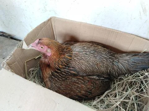 A native free-range hen carefully incubating her eggs inside a simple cardboard  Stock-Fotos