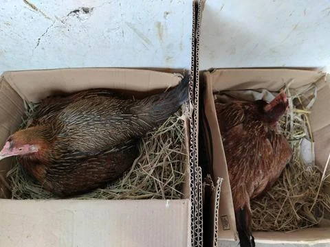 A native free-range hen carefully incubating her eggs inside a simple cardboard  Фото