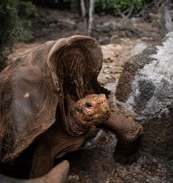 Native giant tortoise looking forward, Galapagos Islands, Ecuador. Eye leve.. Stock Photos