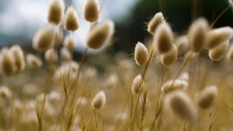 Native grass moving gently in the wind. Stock Footage 87713338