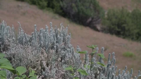 Native Grass Scotts Bluff National Monument Landscape Stock Footage 249191817