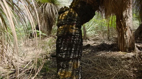 Native Grass Tree, Xanthorrhoea Australis, South Australia, Stringybark Loop Stock Footage 235963140