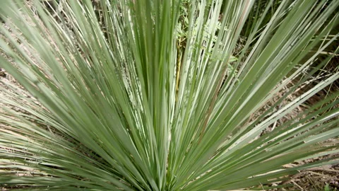 Native Grass Tree, Xanthorrhoea Australis, South Australia, Stringybark Loop Stock Footage 235963439