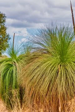 Native Grass Trees in the bush with flora and fauna outside of Perth Stock Photos
