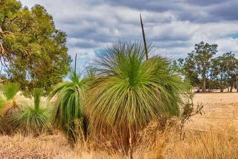 Native Grass Trees in the bush with flora and fauna outside of Perth Foto stock