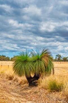 Native Grass Trees in the bush with flora and fauna outside of Perth Stock Photos