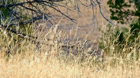 Native grass Western Ranch Oregon 23 Stock Footage 81795699