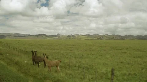 Native guanacos from the Pasco region looking suspiciously. Vídeo Stock 340763872