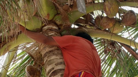 Native Guna man removes coconuts from tree on San Blas Stock Footage 98175786
