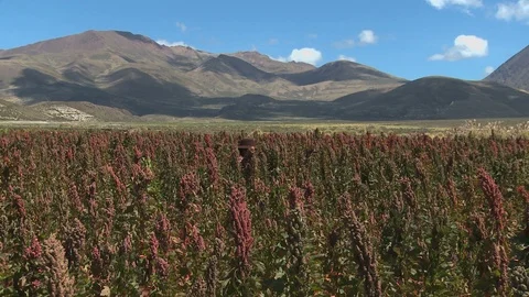 Native indigenous woman checking plants in quinoa fields in the Andes in Bolivia 스톡 동영상 120451973