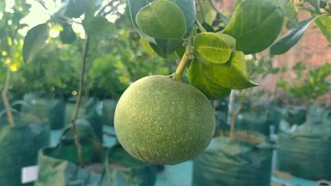 Native Indonesian citrus fruit Stock Footage 225628095