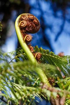 Native Koru Foto stock