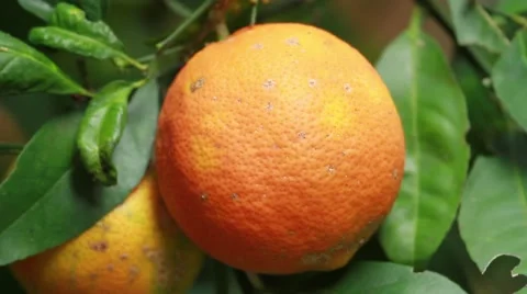 Native Lemon closeup 스톡 동영상 49757853