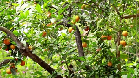 Native Lemon 库存影片 49757599