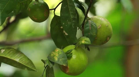 Native Lemon green 库存影片 49757934