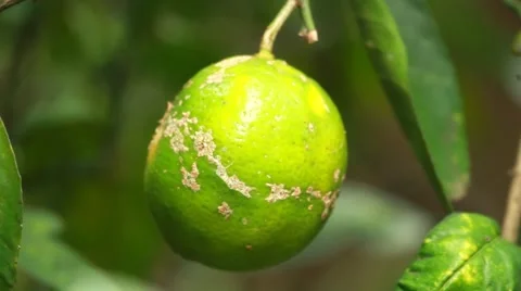 Native Lemon green fruit 스톡 동영상 49757995