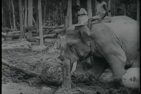 Native mahouts and elephants load logs aboard trucks - 1940 Stock Footage 103685646