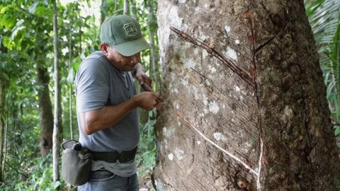 Native man cutting rubber in the Amazon rainforest. Stock-Footage 128001305