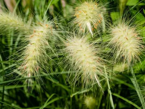 Native meadow grass with soft looking texture and green grass background. Foto stock