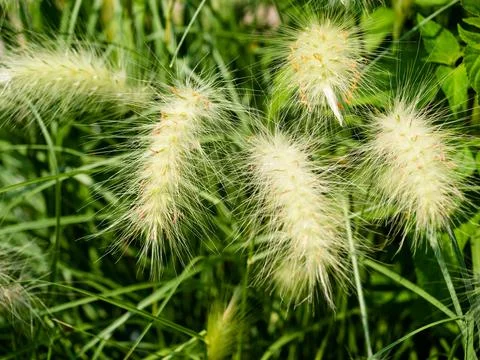 Native meadow grass with soft looking texture and green grass background. Stock Photos