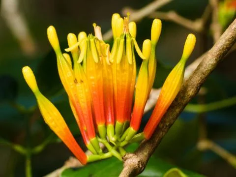 Native Mistletoe Flowers. Fotos de archivo