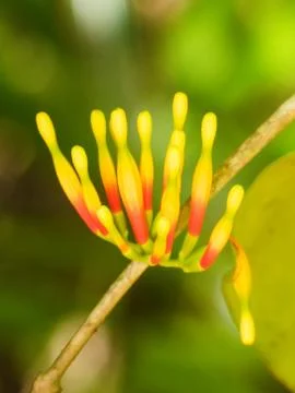 Native Mistletoe Flowers. Fotos de archivo