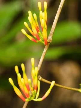 Native Mistletoe Flowers. Stock Photos