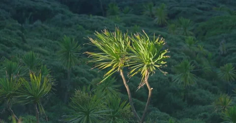 Native New Zealand cabbage tree Stock Footage 65222098